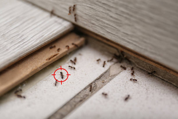 Best Termite Control Services  in Emmaus, PA