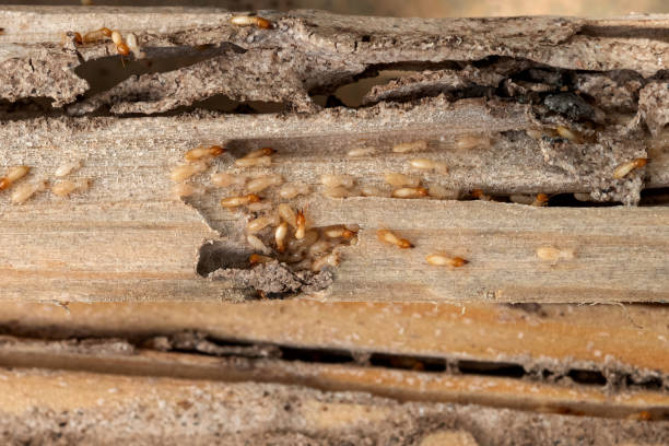 Pest Prevention Services in Emmaus, PA
